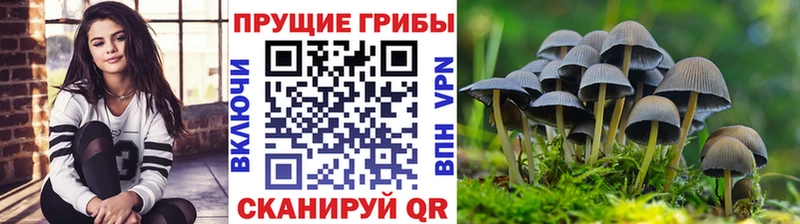 Галлюциногенные грибы Psilocybe Уржум